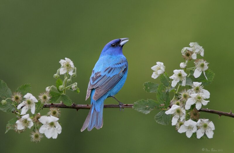 Blue Bird on Branch — Serene, Spring, Photograph, Flowers, Leaves, Green