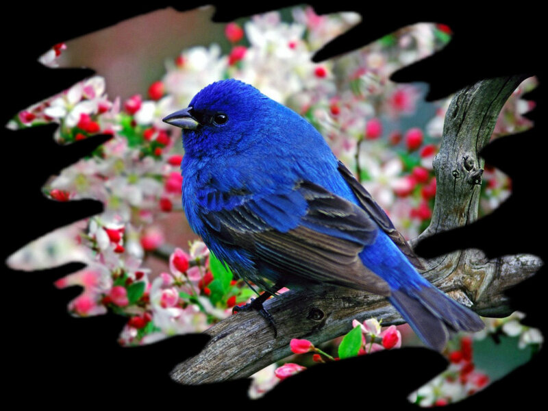 Blue Bird on Branch — Serene, Spring, Photograph, Flowers, Tree