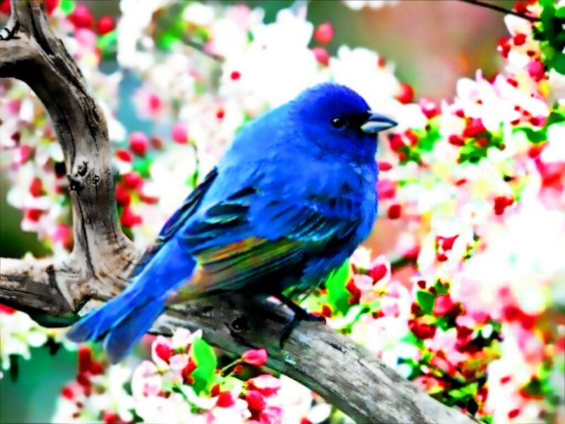 Blue Bird on Branch — Serene, Spring, Photograph
