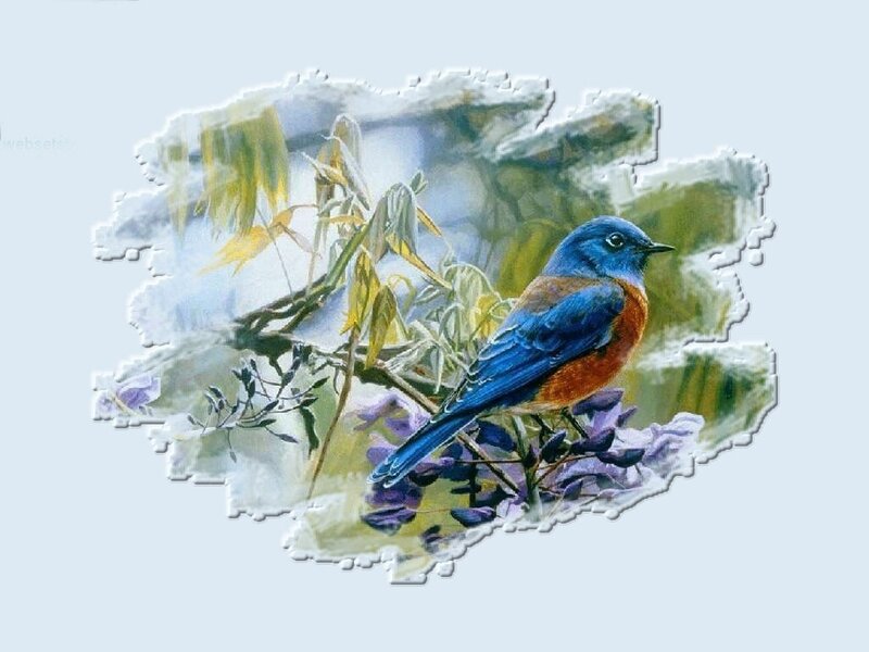 Blue Bird on Branch — Serene, Spring