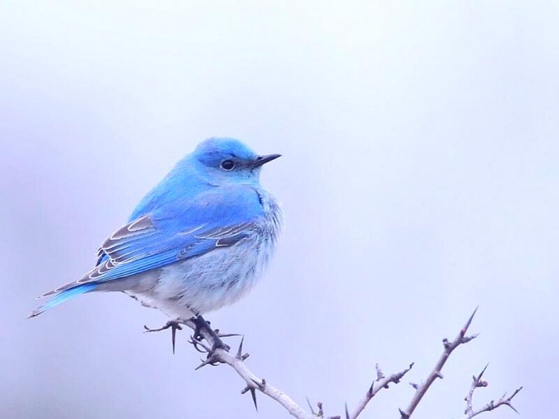 Blue Bird on Branch — Serene