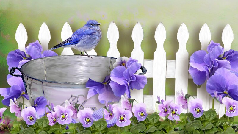 Blue Bird on Bucket