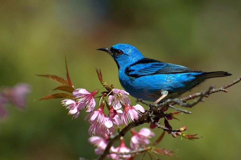 blue bird on cherry blossom