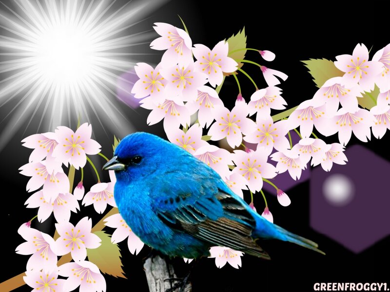 Blue Bird on Cherry Blossoms