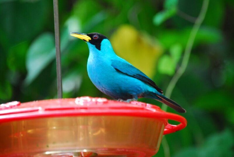 Blue Bird on Feeder