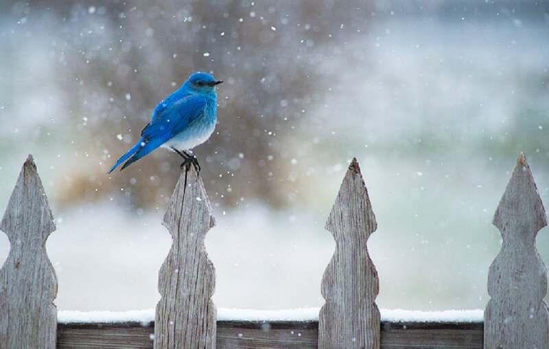 Blue Bird on Fence