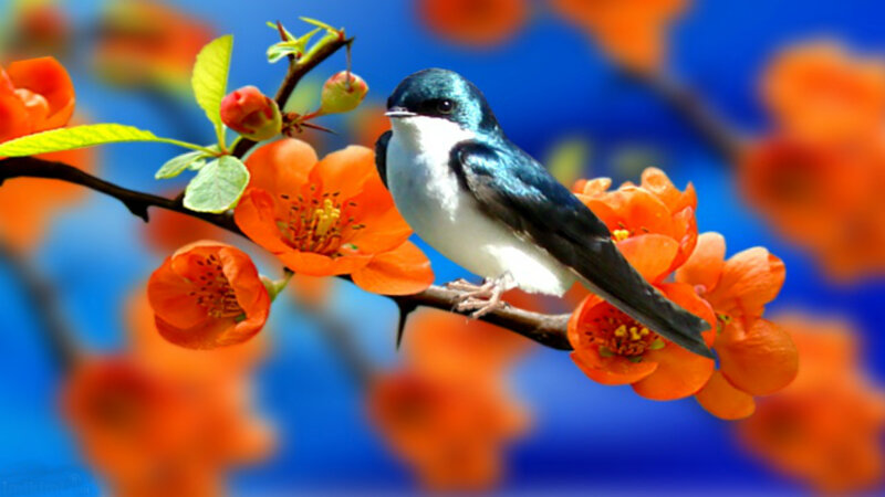 Blue Bird on Flower Branch