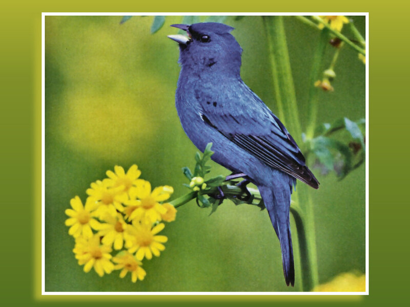 Blue Bird on Flower