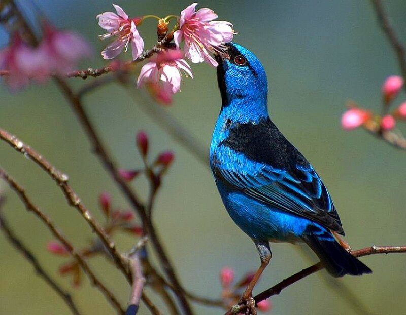 blue bird on flowering branch
