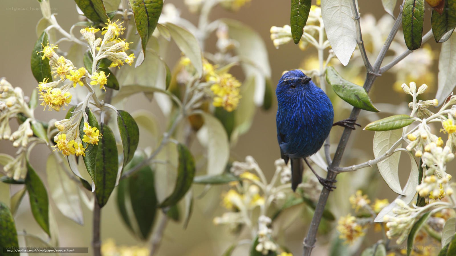 Blue bird on flowering branch