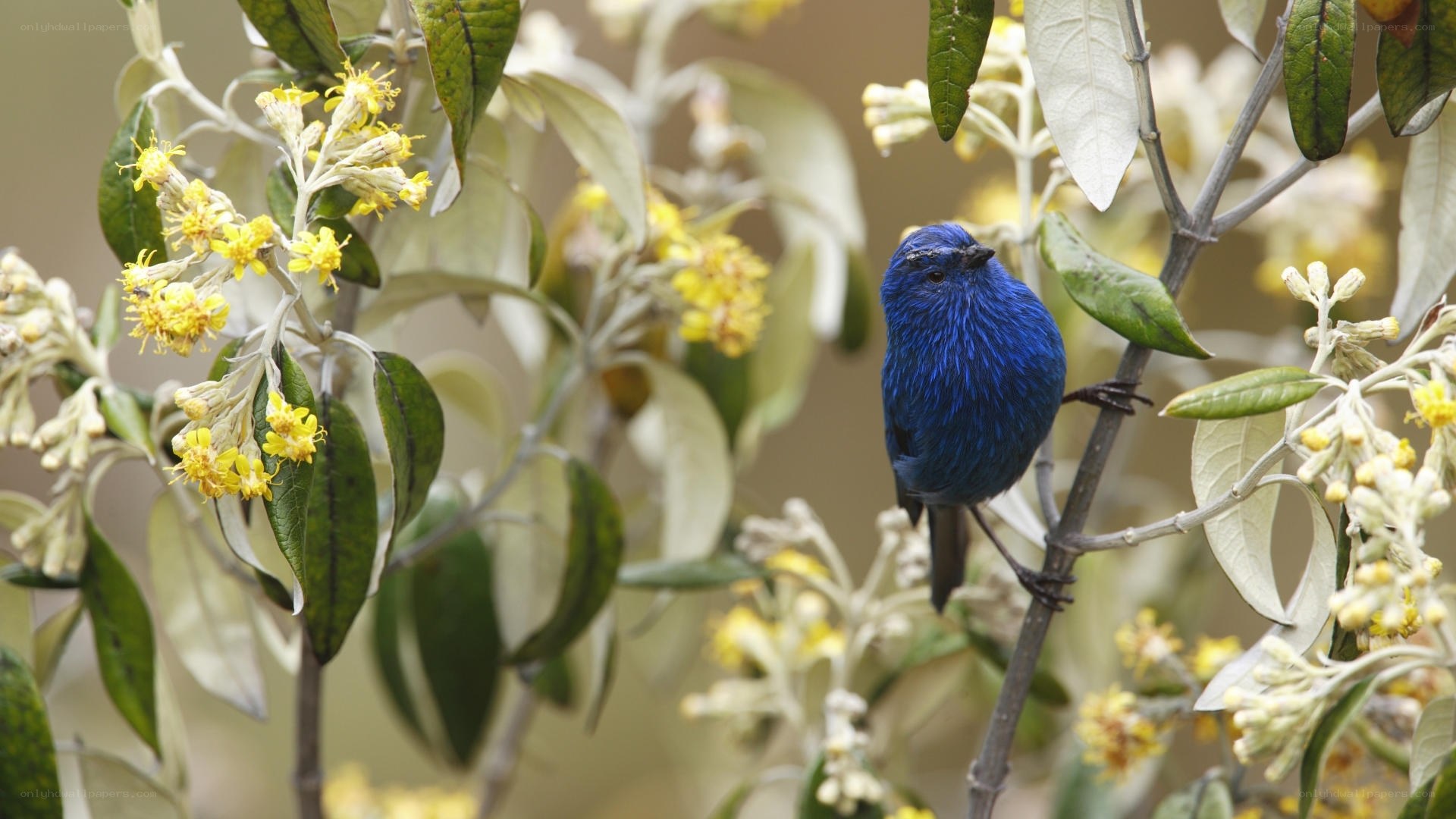 blue bird on flowering branch