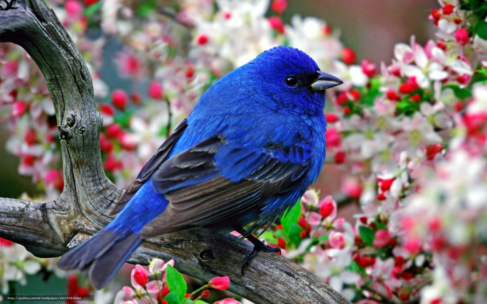 blue bird on flowering branch