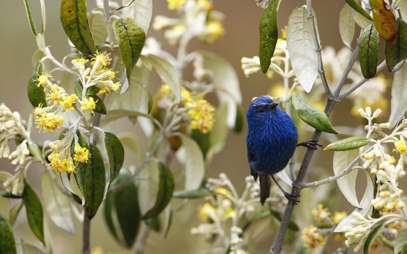 blue bird on flowering branch