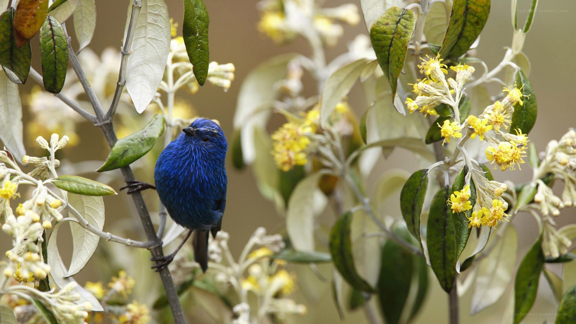 blue bird on flowering branch