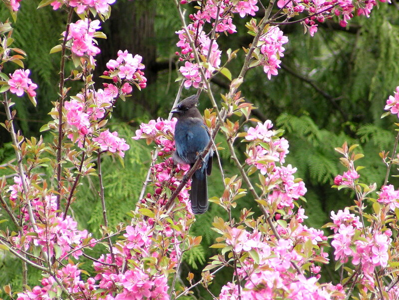 Blue Bird on Flowering Branch — Pink