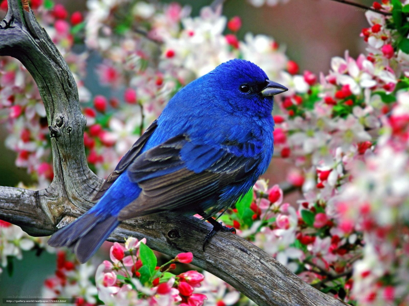 blue bird on flowering branch