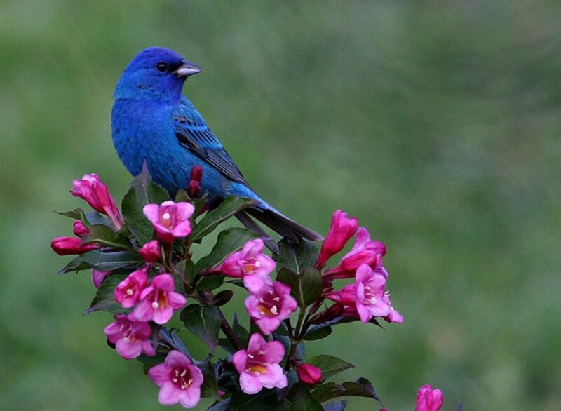 Blue Bird on Flowers — Calm
