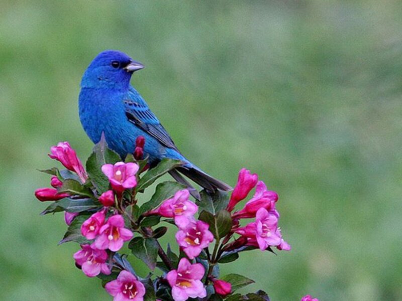 Blue Bird on Flowers — Serene, Spring, Photograph, Leaves