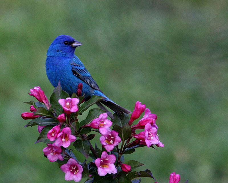 Blue Bird on Flowers — Serene, Spring, Photograph