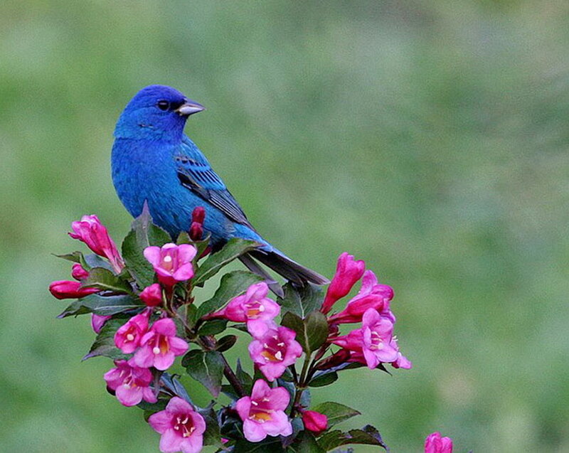 Blue Bird on Flowers — Serene, Spring