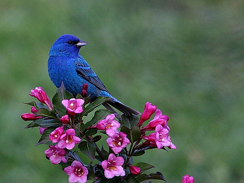 Blue Bird on Flowers