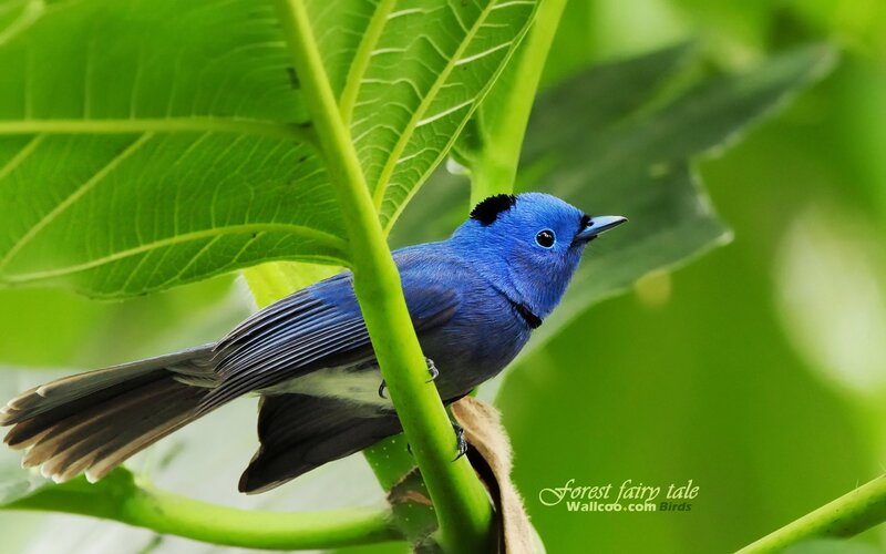 blue bird on green leaf