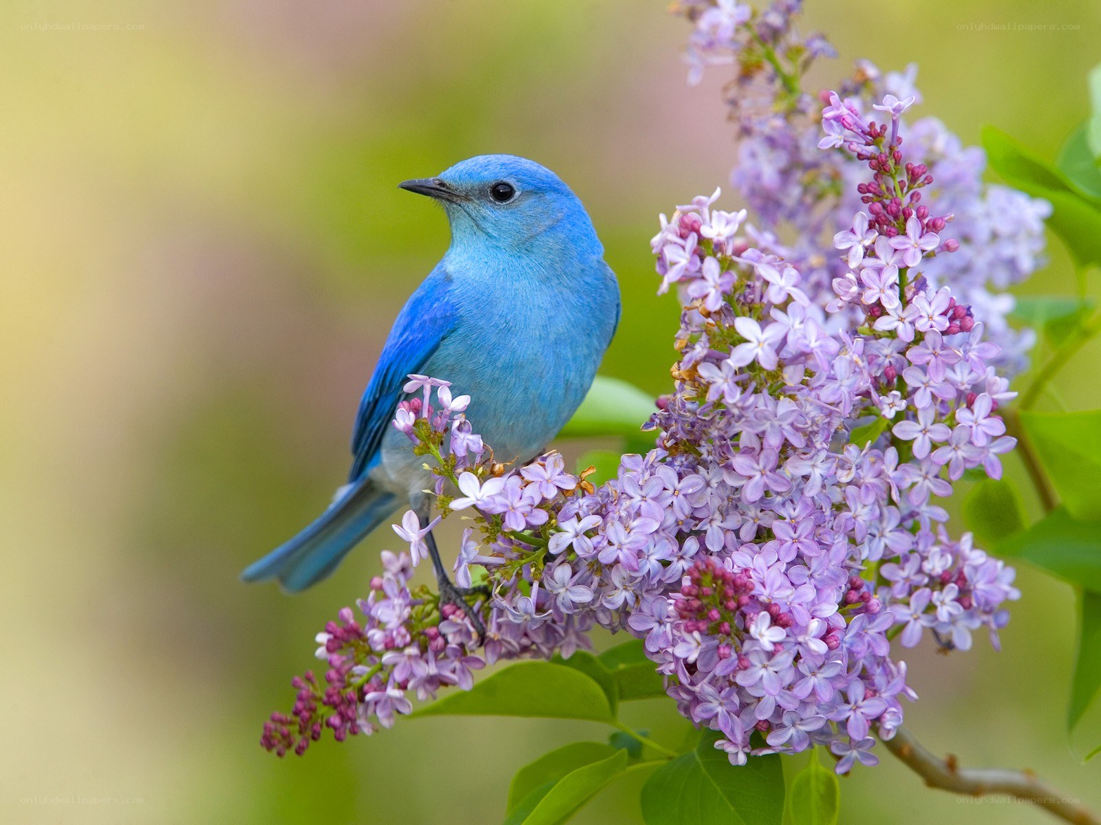 blue bird on lilac flowers