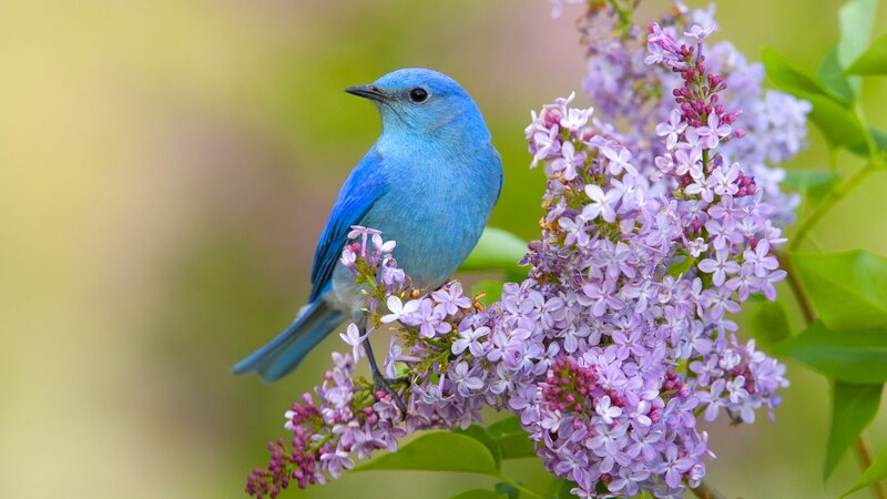 blue bird on lilac flowers
