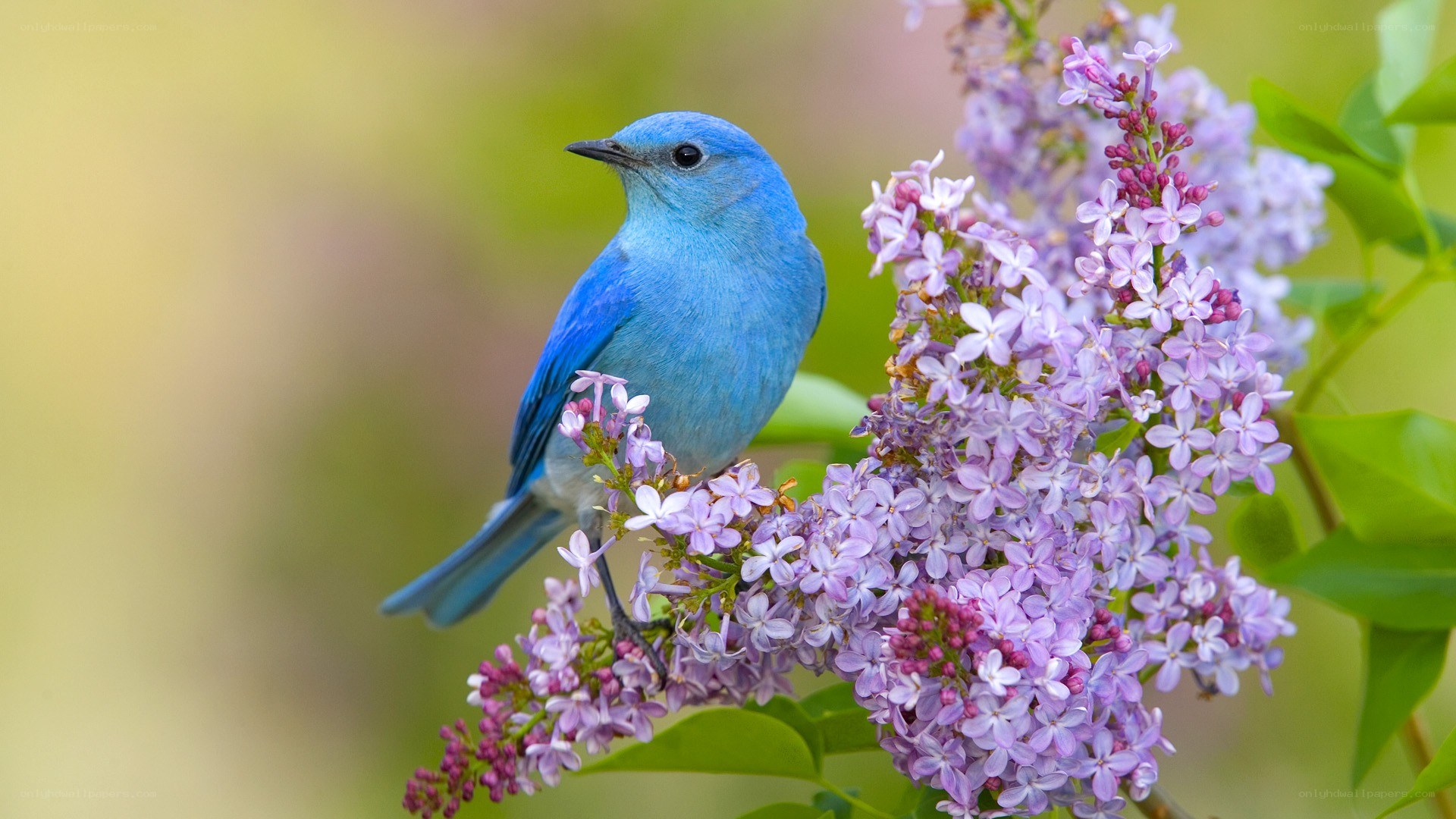 blue bird on lilac flowers
