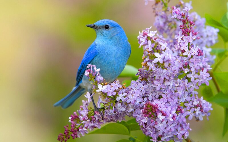 Blue Bird on Lilac — Serene, Spring, Photograph