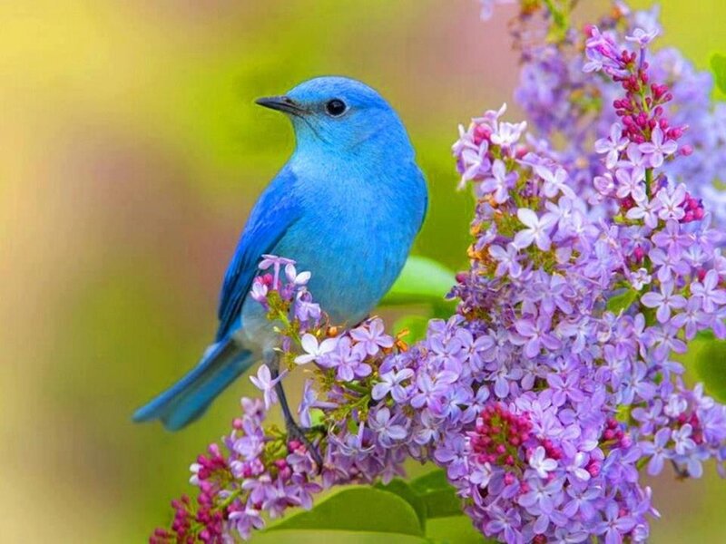 Blue Bird on Lilac — Serene, Spring