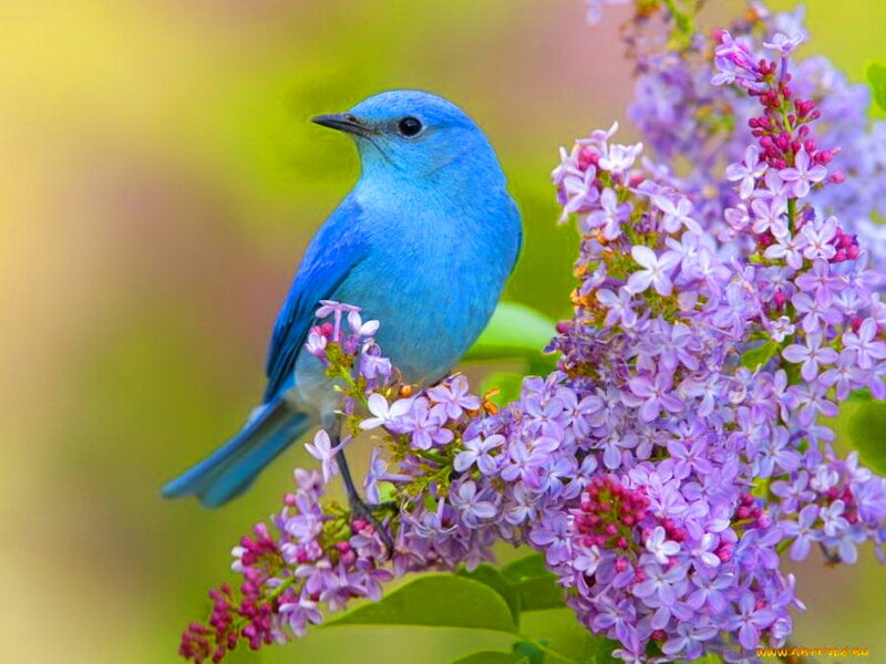 Blue Bird on Lilac