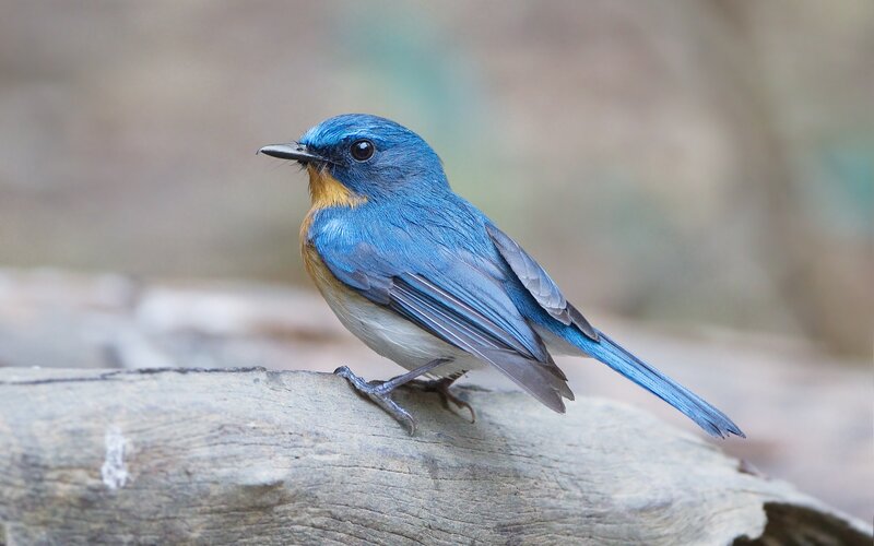 Blue Bird on Log — Calm
