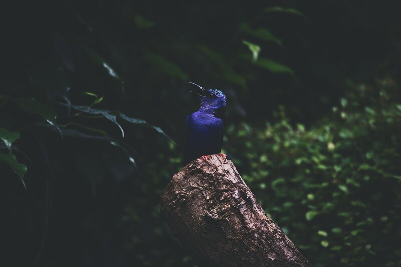 Blue Bird on Log — Dark