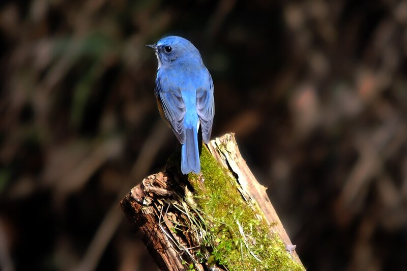Blue Bird on Log