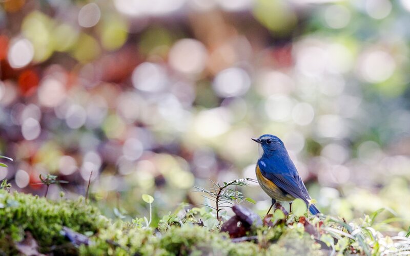 Blue Bird on Moss