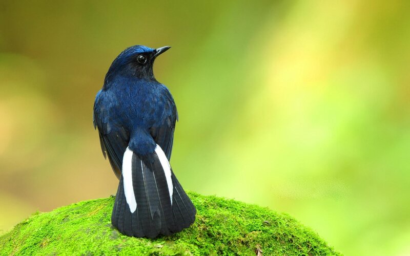 blue bird on mossy rock