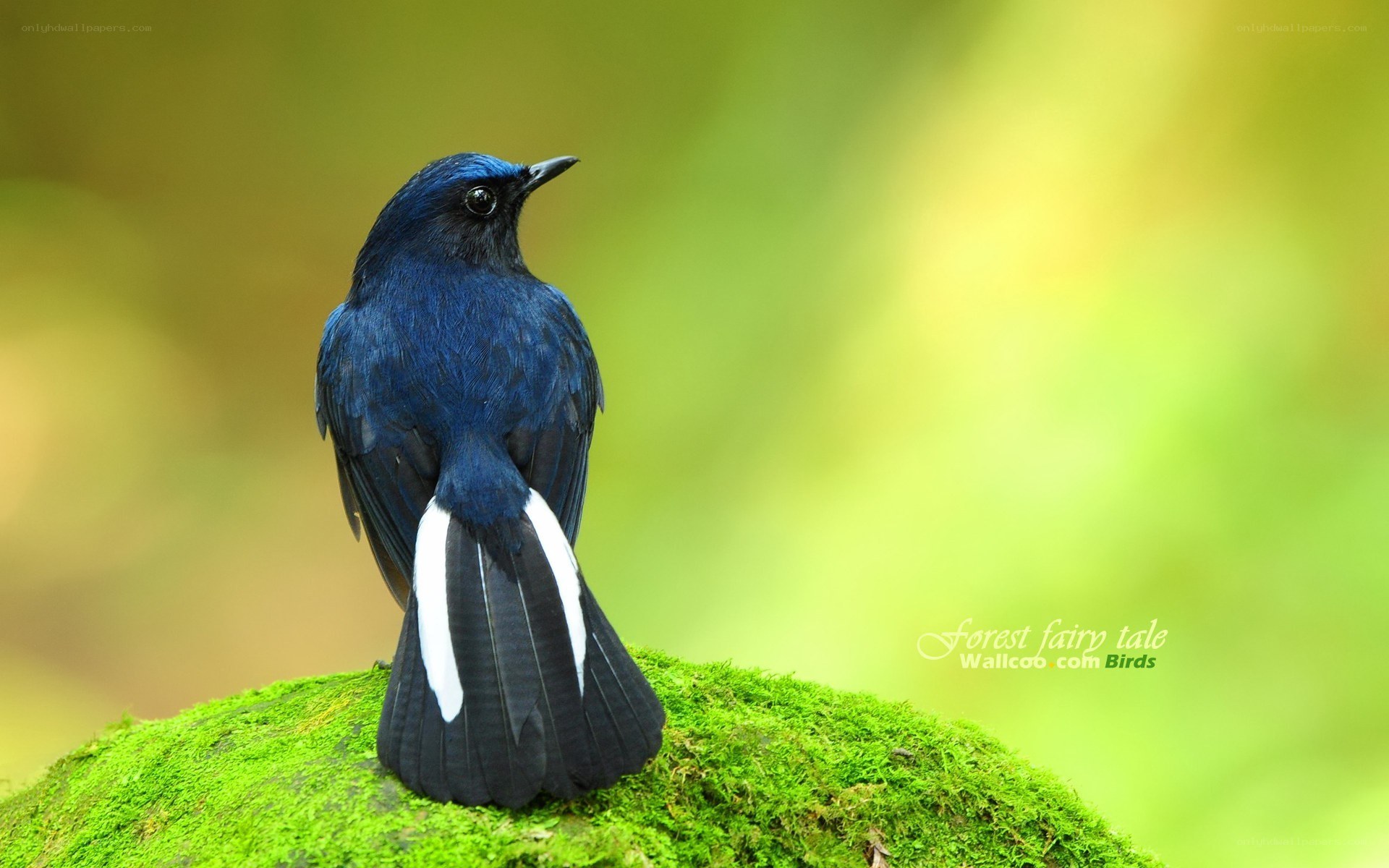 Blue bird on mossy rock