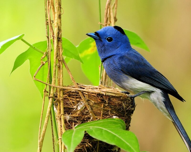 Blue Bird on Nest — Calm, Morning