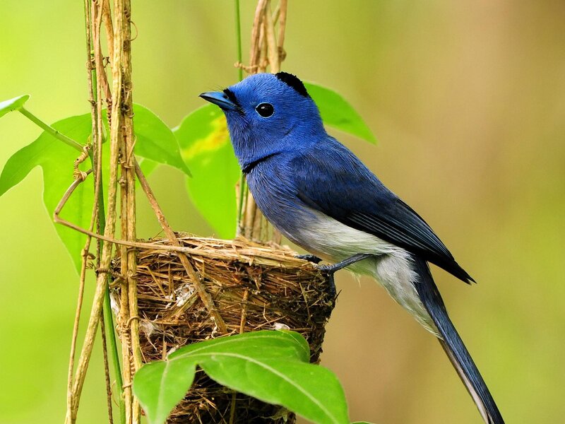 Blue Bird on Nest — Natural