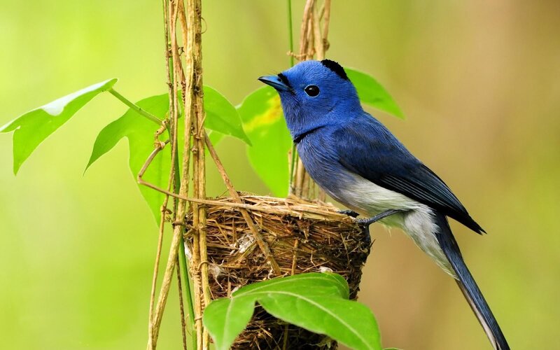 Blue Bird on Nest — Serene, Morning, Photograph, Plant