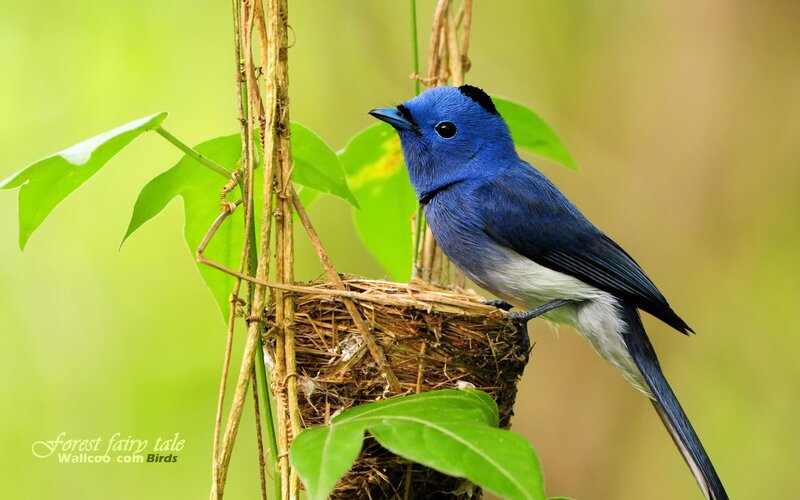 Blue Bird on Nest — Serene, Morning