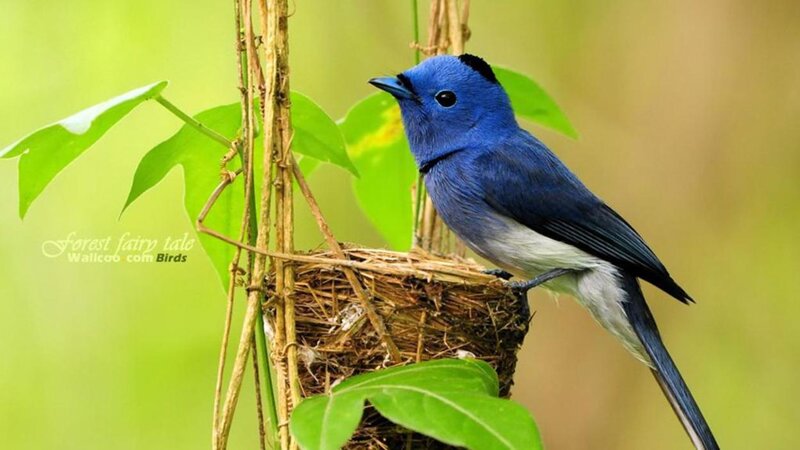 Blue Bird on Nest — Serene