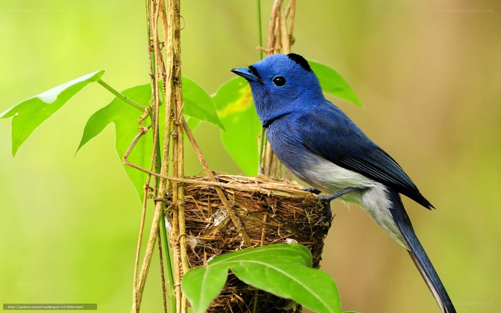 blue bird on nest