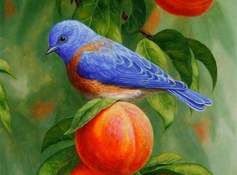Blue Bird on Peach