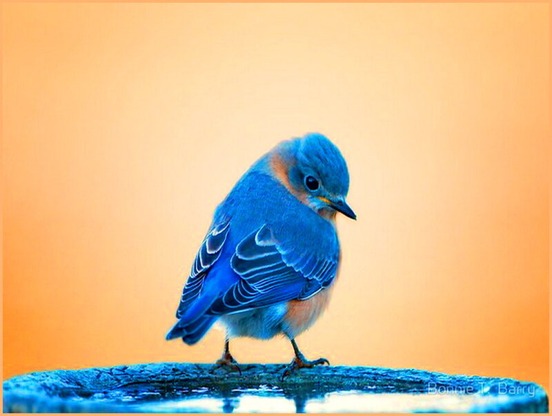 Blue Bird on Perch
