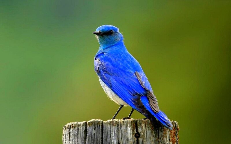 Blue Bird on Post — Calm, Photograph, Green Background