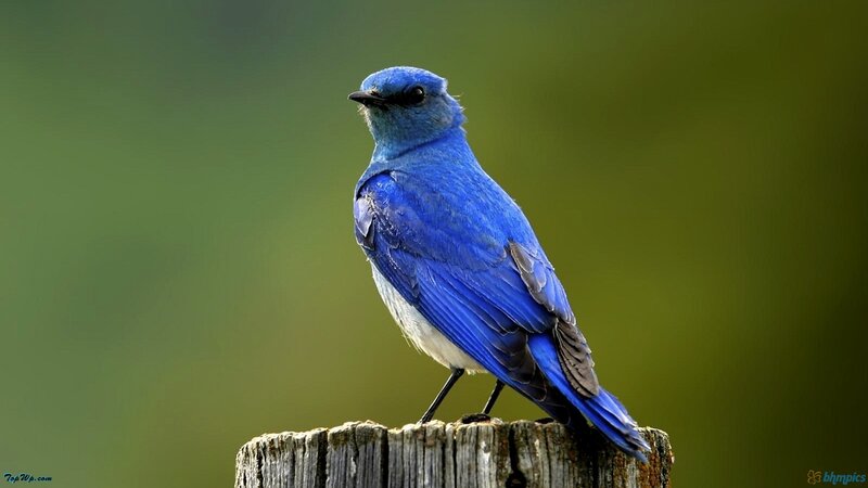 Blue Bird on Post — Calm, Photograph