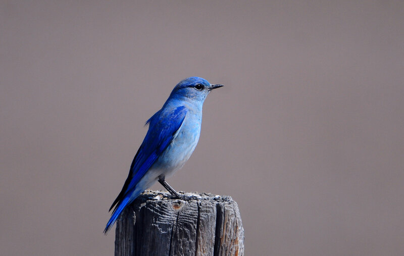 Blue Bird on Post — Calm