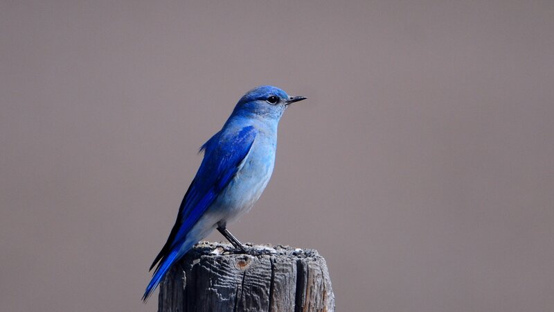 Blue Bird on Post — Gray